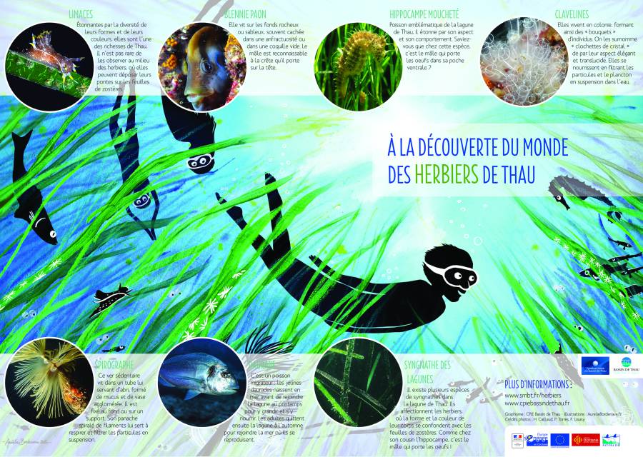 Bassin de Thau - Campagne des Herbiers de Thau : Nouvelle plongée dans la « forêt bleue » !