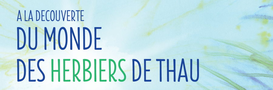Bassin de Thau - Campagne des Herbiers de Thau : Nouvelle plongée dans la « forêt bleue » !