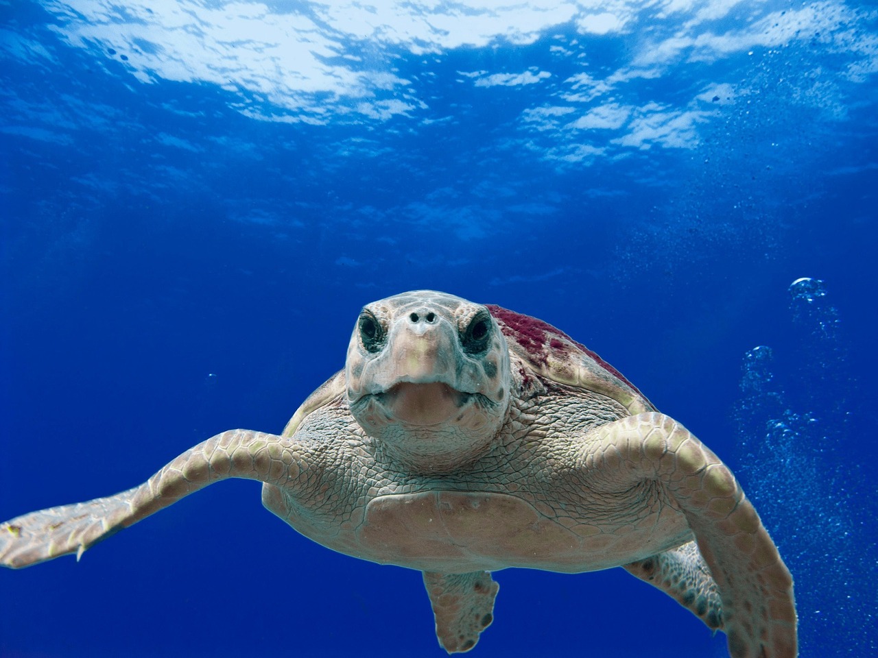 Sète - Encore une ponte de tortue Caouanne à Sète, dans l'Hérault