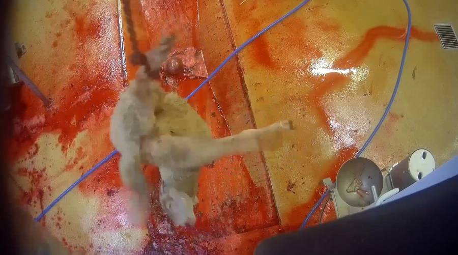  - Extrêmes souffrances des animaux à l'abattoir de Bazas Sous les yeux des services vétérinaires impassibles