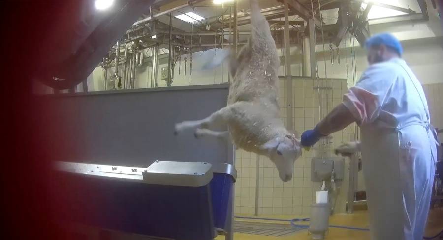  - Extrêmes souffrances des animaux à l'abattoir de Bazas Sous les yeux des services vétérinaires impassibles