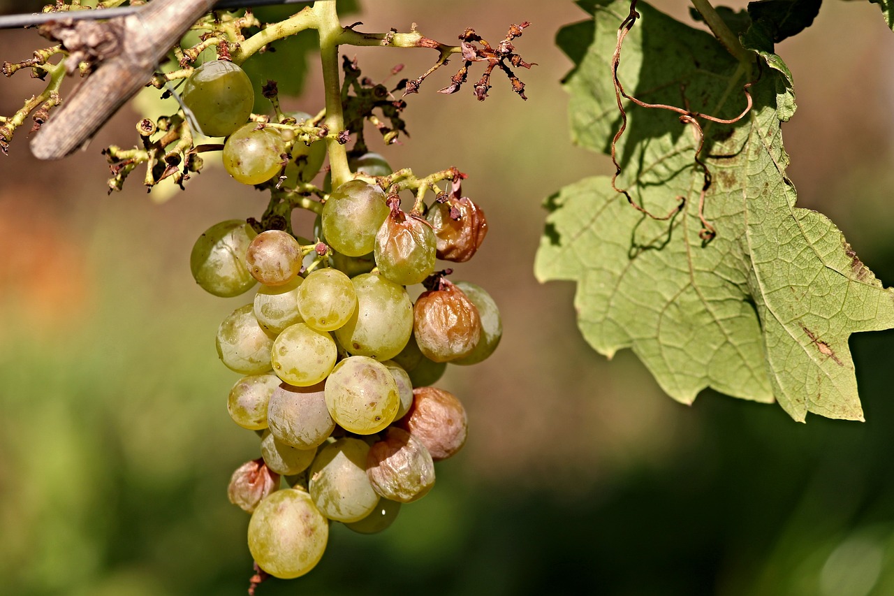 Hérault - VITICULTURE Épisode de grêle du 24 mai 2023 : les viticulteurs impactés peuvent acheter des vendanges et des moûts pour compenser leurs pertes de récoltes