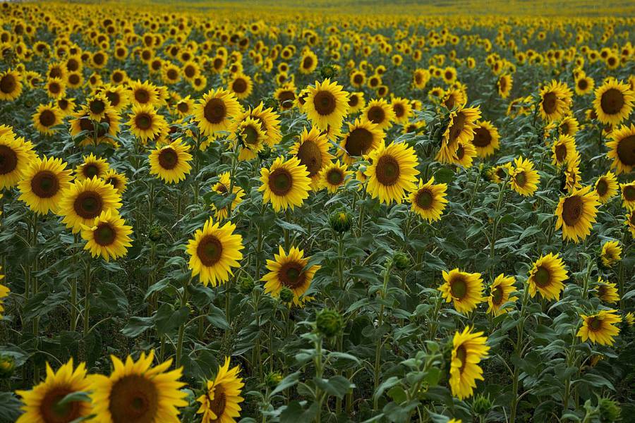 Hérault - Agriculture Biologique : Mise en œuvre du plan de soutien spécifique à l'agriculture biologique de 60M€