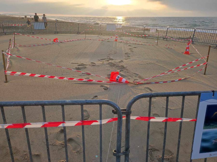 Marseillan - Tortues Caouanne : Un acte malveillant dans la nuit du 18 au 19 août