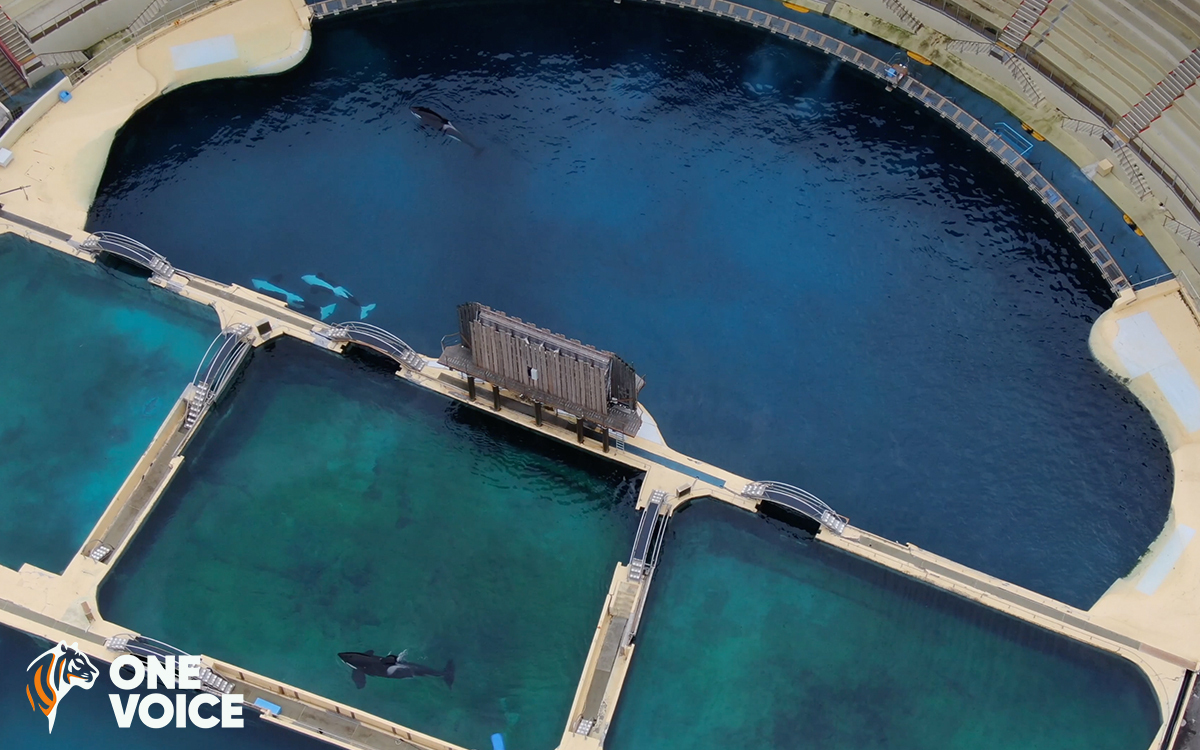 France - Pour les orques et les dauphins du Marineland d'Antibes : ni Japon, ni Dubaï, ni un autre parc, mais un sanctuaire !