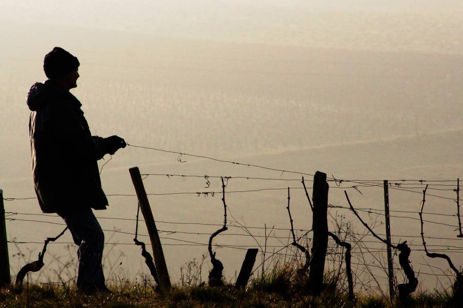Occitanie - Les vignerons coopérateurs Occitanie demandent des mesures de soutien