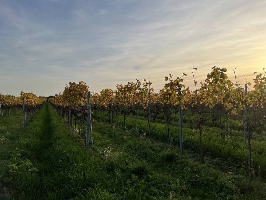 Hérault - Crise viticole : l'Etat confirme le complément de financement de la réserve de crise de l'Union européenne