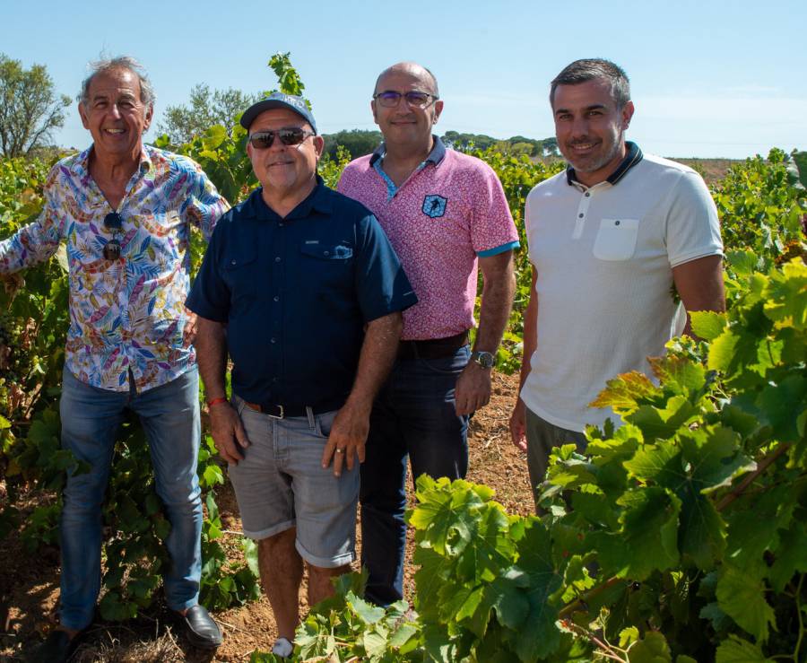 Hérault - Lâchers de trichogrammes :  des alliés naturels pour protéger les vignes