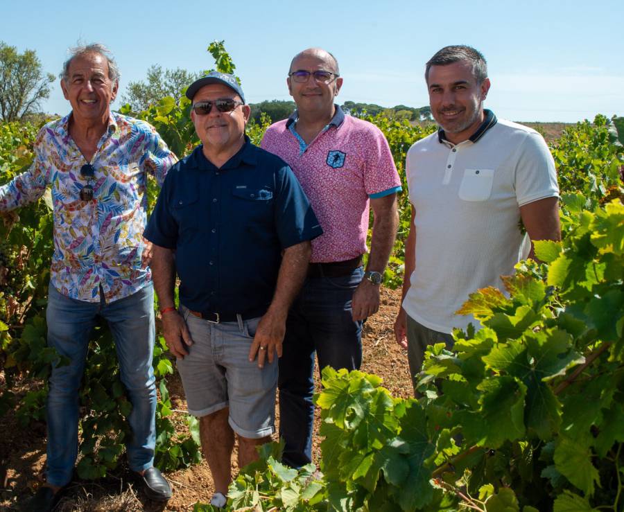 HÉRAULT - Lâchers de trichogrammes : des alliés naturels pour protéger les vignes