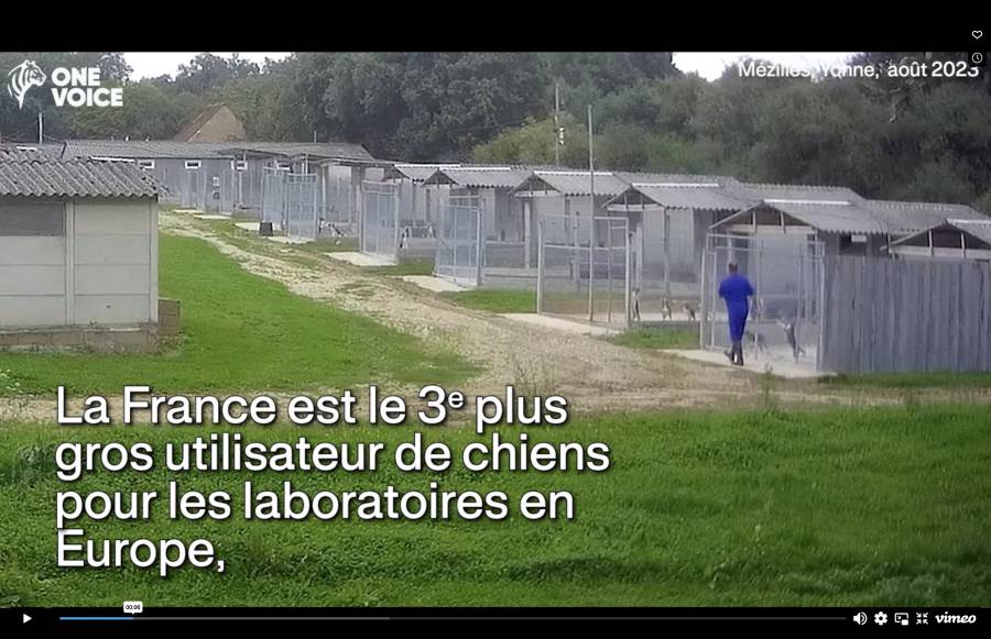 - Rapport sur les chiens dans les laboratoires et nouvelles images: One Voice met les bouchées doubles