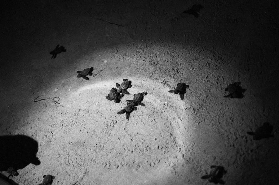 Marseillan - Emergence de la ponte de tortues Caouanne à Marseillan (Hérault)
