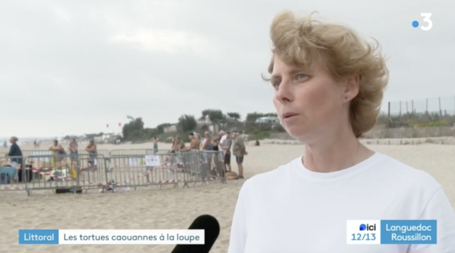 Marseillan - VIDEO : Tortues Caouanne - Les naissances de tortillons ne sont peut-être pas terminées