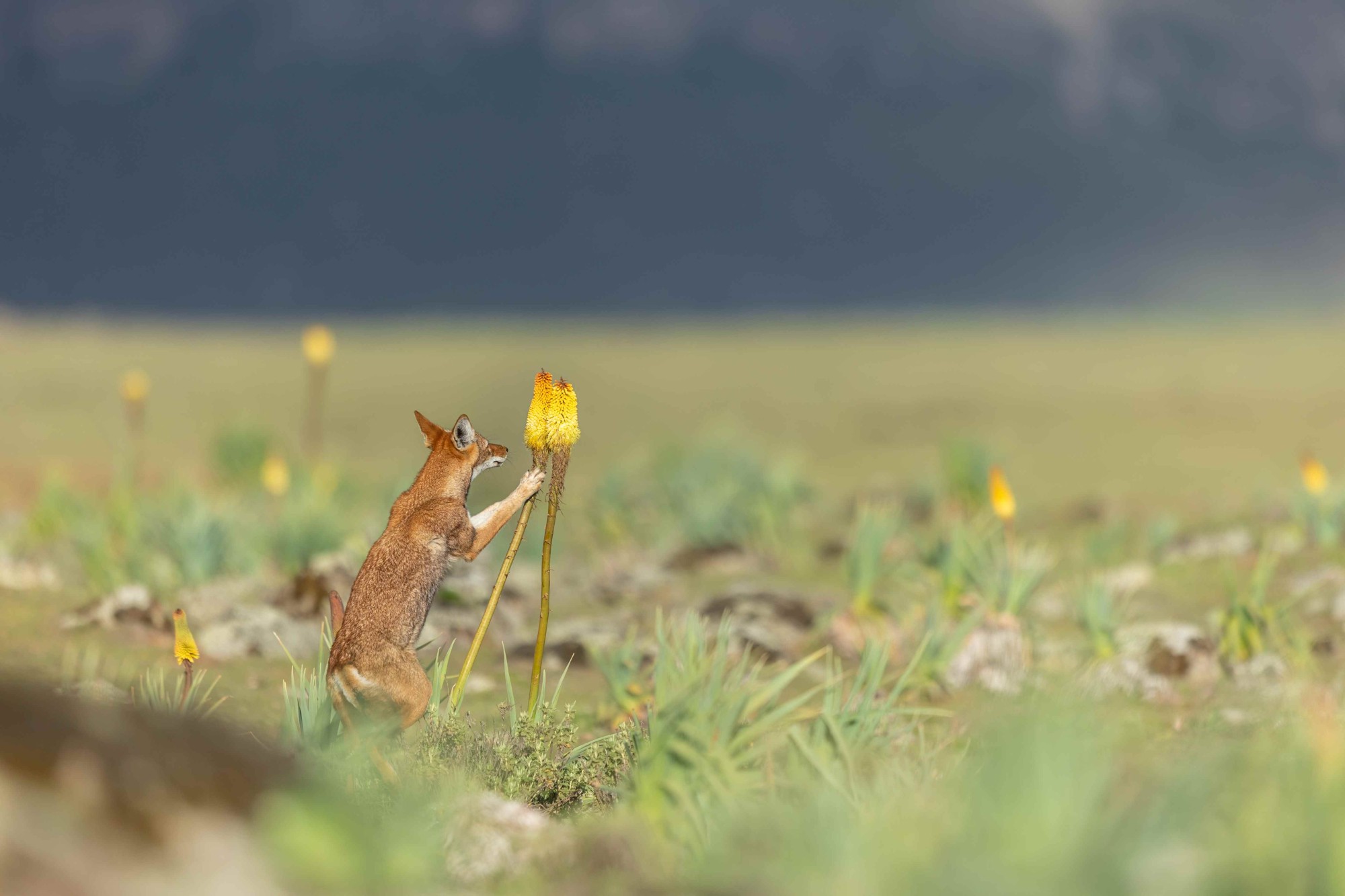 Hautes-Pyrénées - L'image nature fait son show