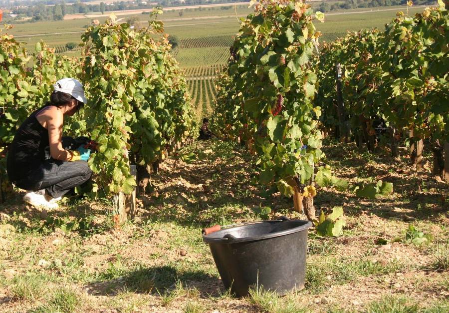 Gard - LES VENDANGES DE L'HISTOIRE