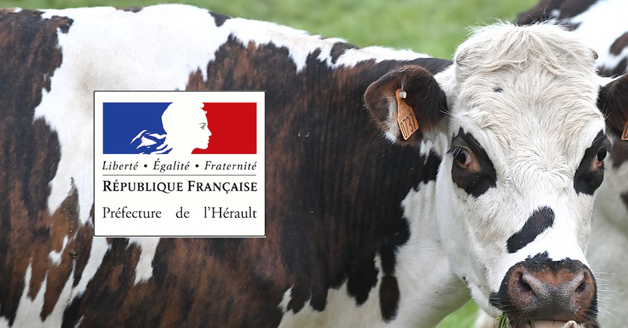 Hérault - SANTÉ ANIMALE : L'ensemble des communes de l'Hérault placées en zone réglementée pour la Maladie Hémorragique Epizootique