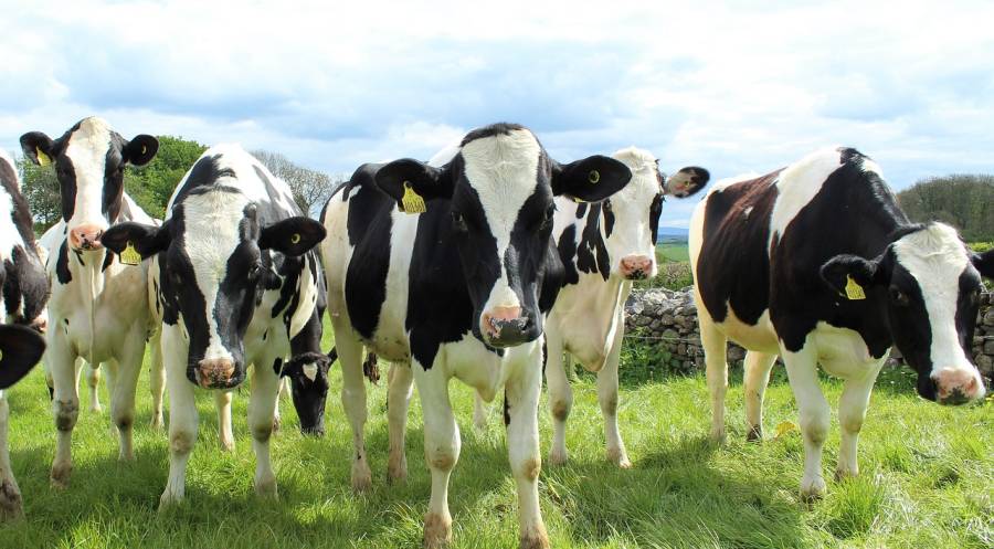 OCCITANIE - Lancement de 3 fromages cet automne par Les Eleveurs du Sud-Ouest