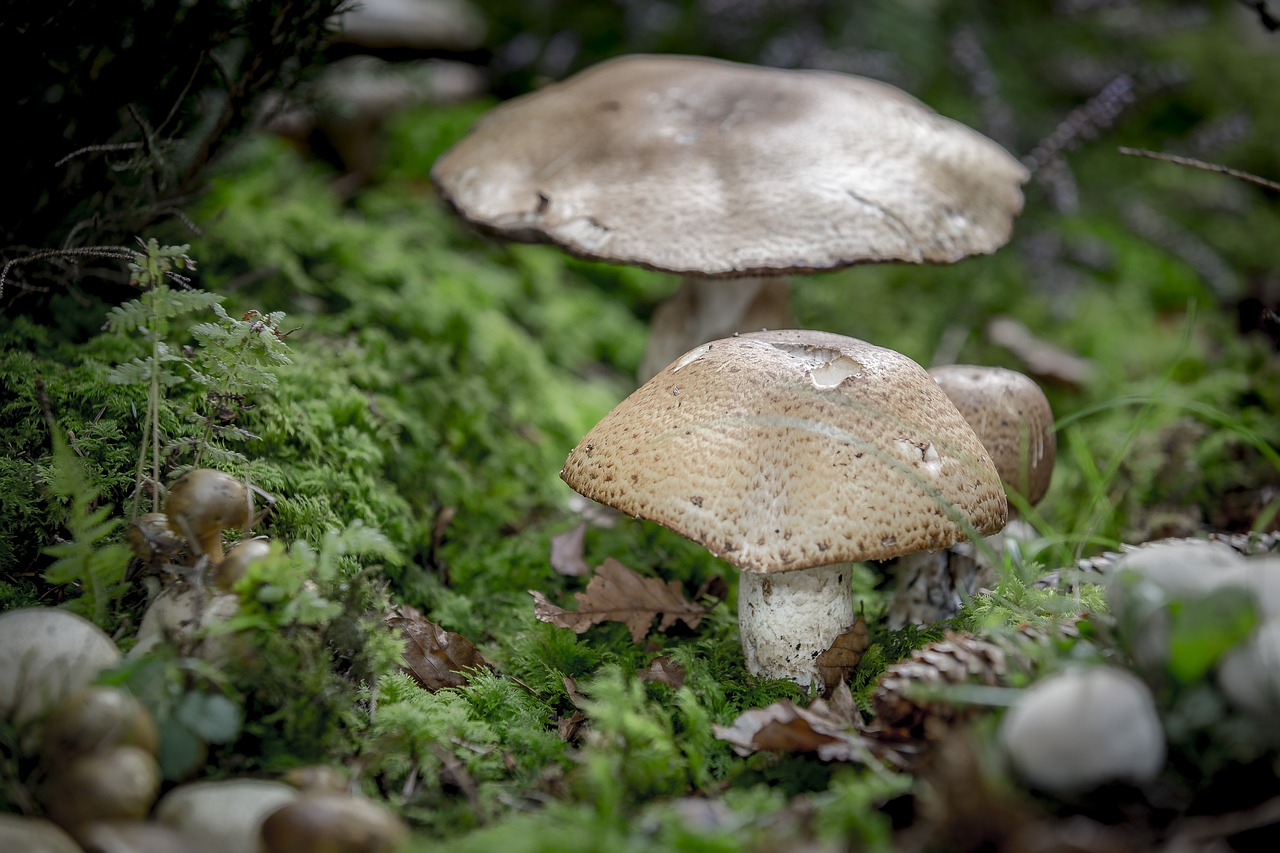 Hérault - La cueillette des champignons, oui, mais avec modération et quelques précautions !