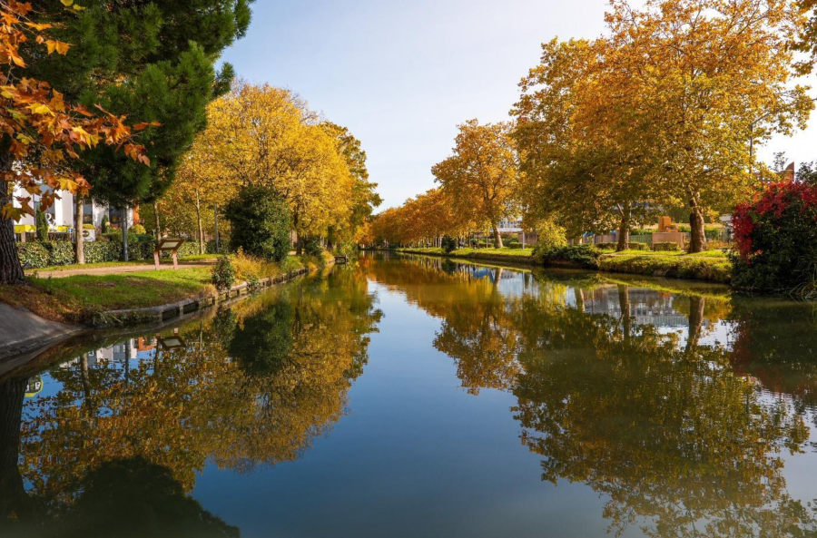 Marseillan - La campagne d'appels aux dons pour la replantation du canal du midi est lancée !