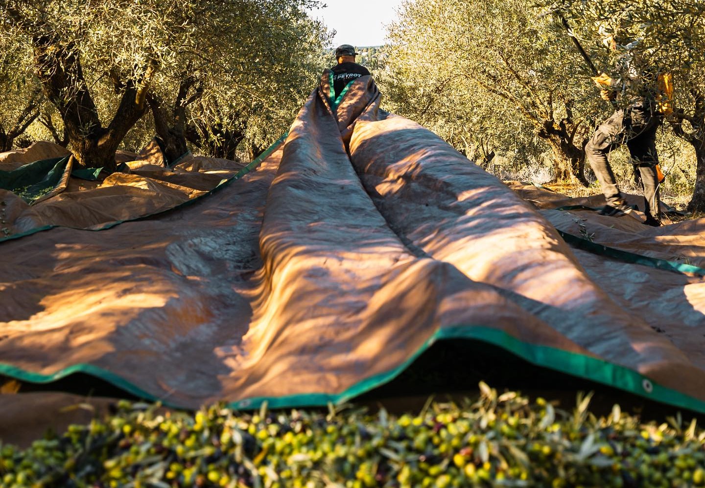 Montpellier - Le Domaine de l'Oulivie transforme en huile les olives des habitants du Grand Montpellier