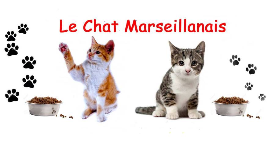 Marseillan - Le Chat Marseillanais organise une collecte