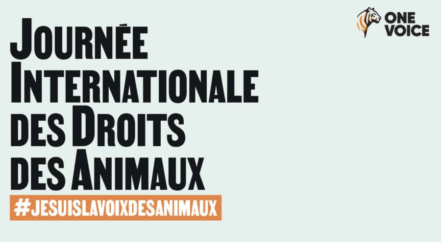 - En décembre, One Voice se mobilise pour la Journée internationale des droits des animaux