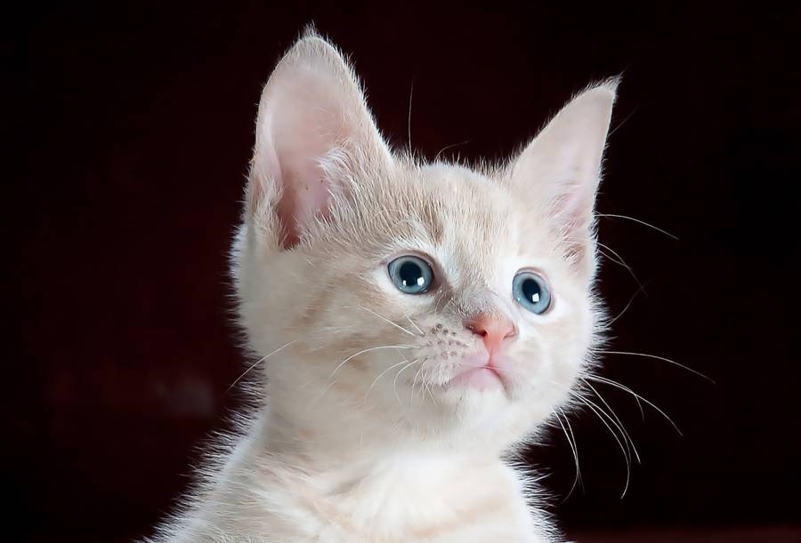 HÉRAULT - Montpellier dans le top 10 des villes qui agissent pour les animaux