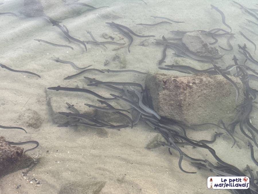 Marseillan - Vidéo - L'étonnant voyage des anguilles de Marseillan à la mer des Sargasses.