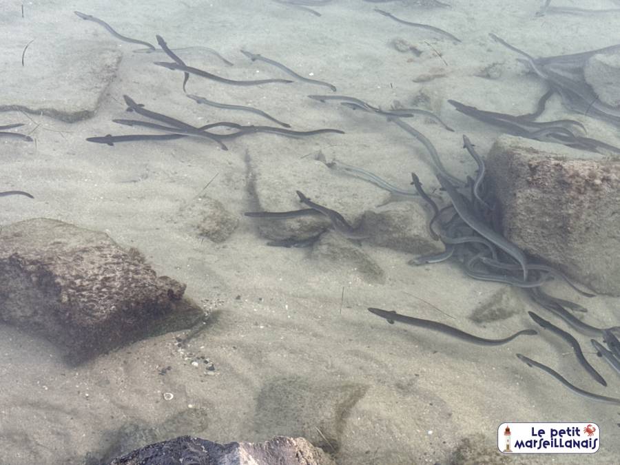 Marseillan - Vidéo - L'étonnant voyage des anguilles de Marseillan à la mer des Sargasses.