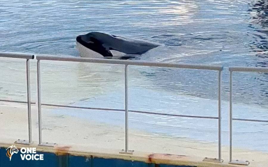 - Marineland : l'étonnante expertise des orques pilotée par le ministère de l'Écologie