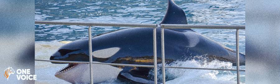 France - Marineland : l'étonnante expertise des orques pilotée par le ministère de l'Écologie