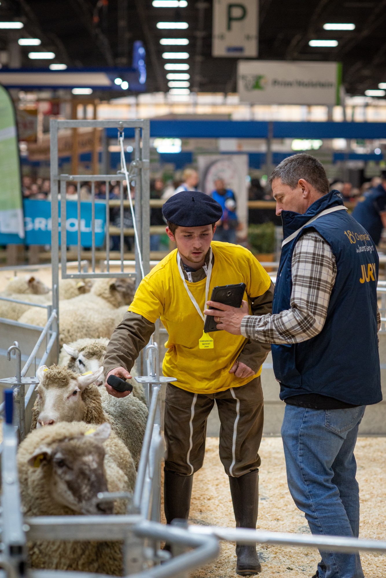 Pamiers - Les Ovinpiades des jeunes bergers, un concours tourné vers l'avenir