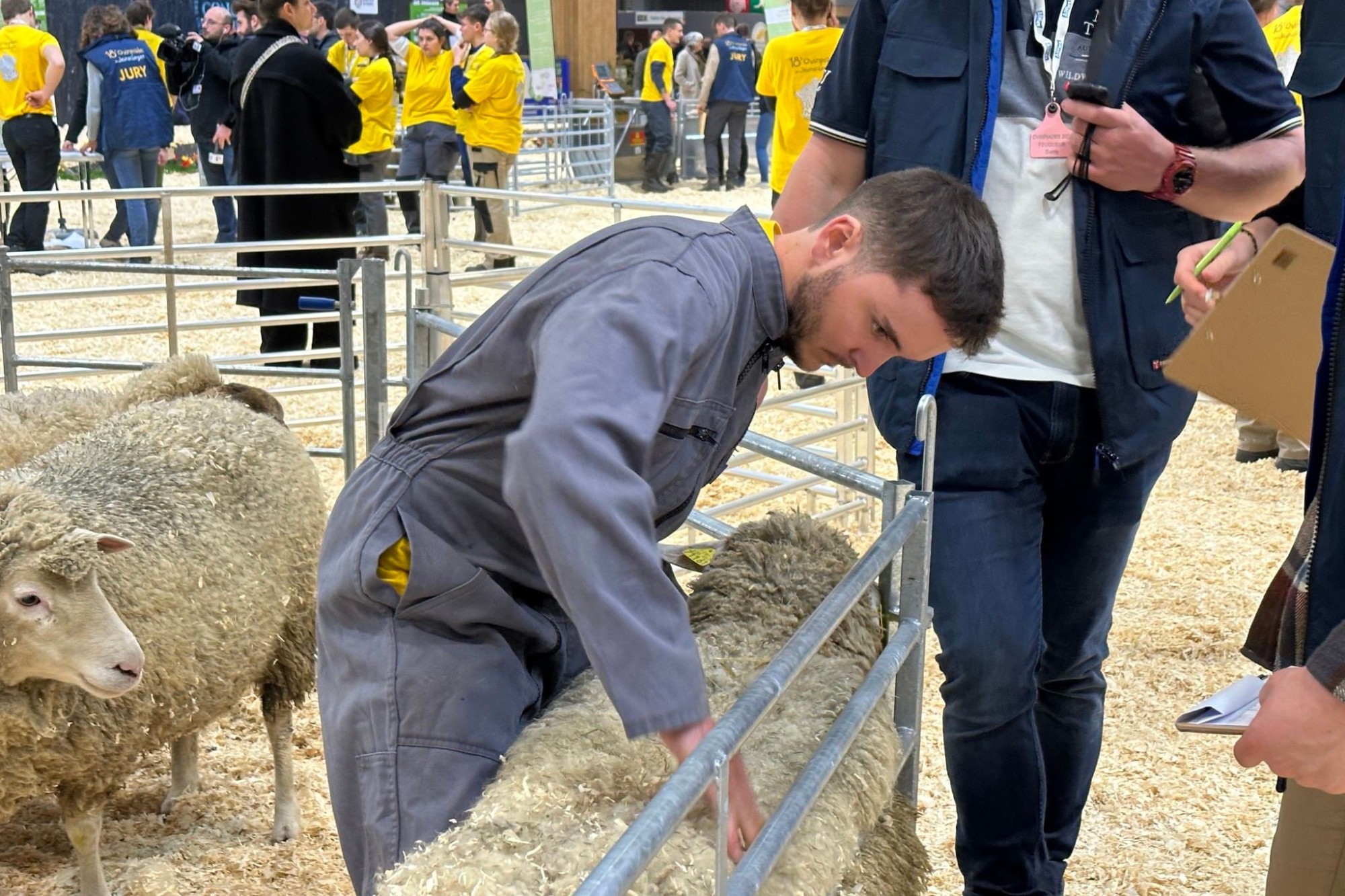Pamiers - Les Ovinpiades des jeunes bergers, un concours tourné vers l'avenir