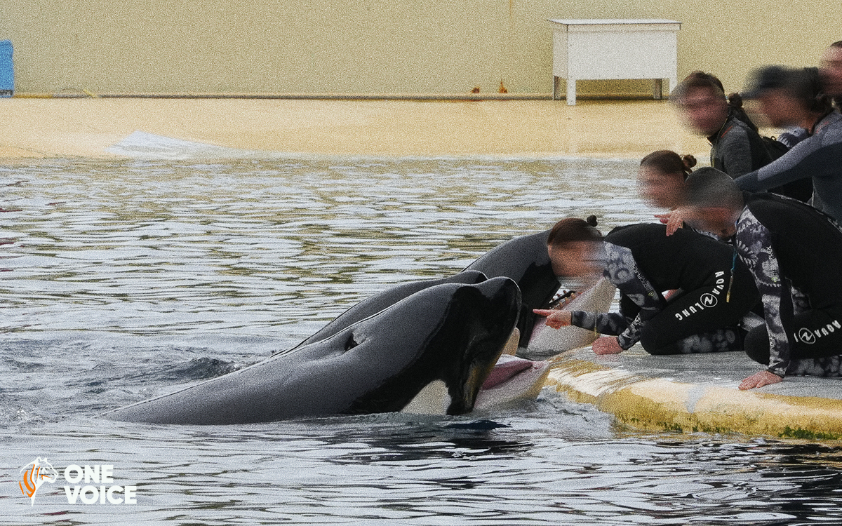 HÉRAULT - La justice interdit à Marineland de déplacer les orques avant la fin de l'expertise indépendante obtenue par One Voice