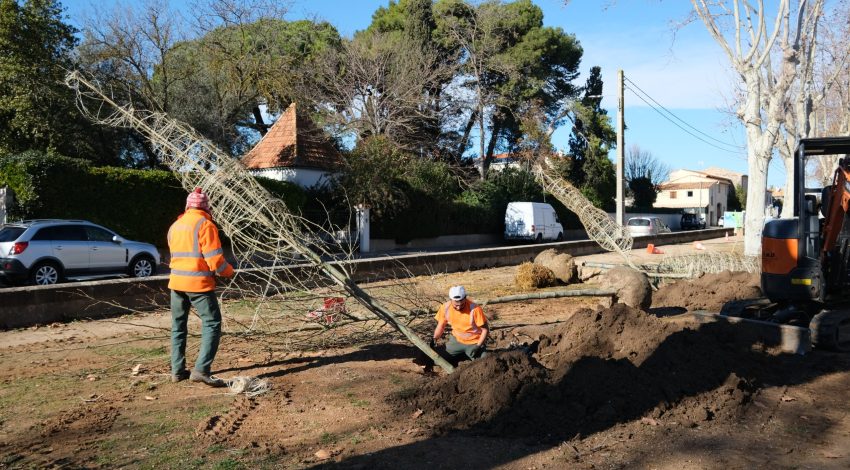 Marseillan - Dix nouveaux arbres replantés sur les allées du Général Roques