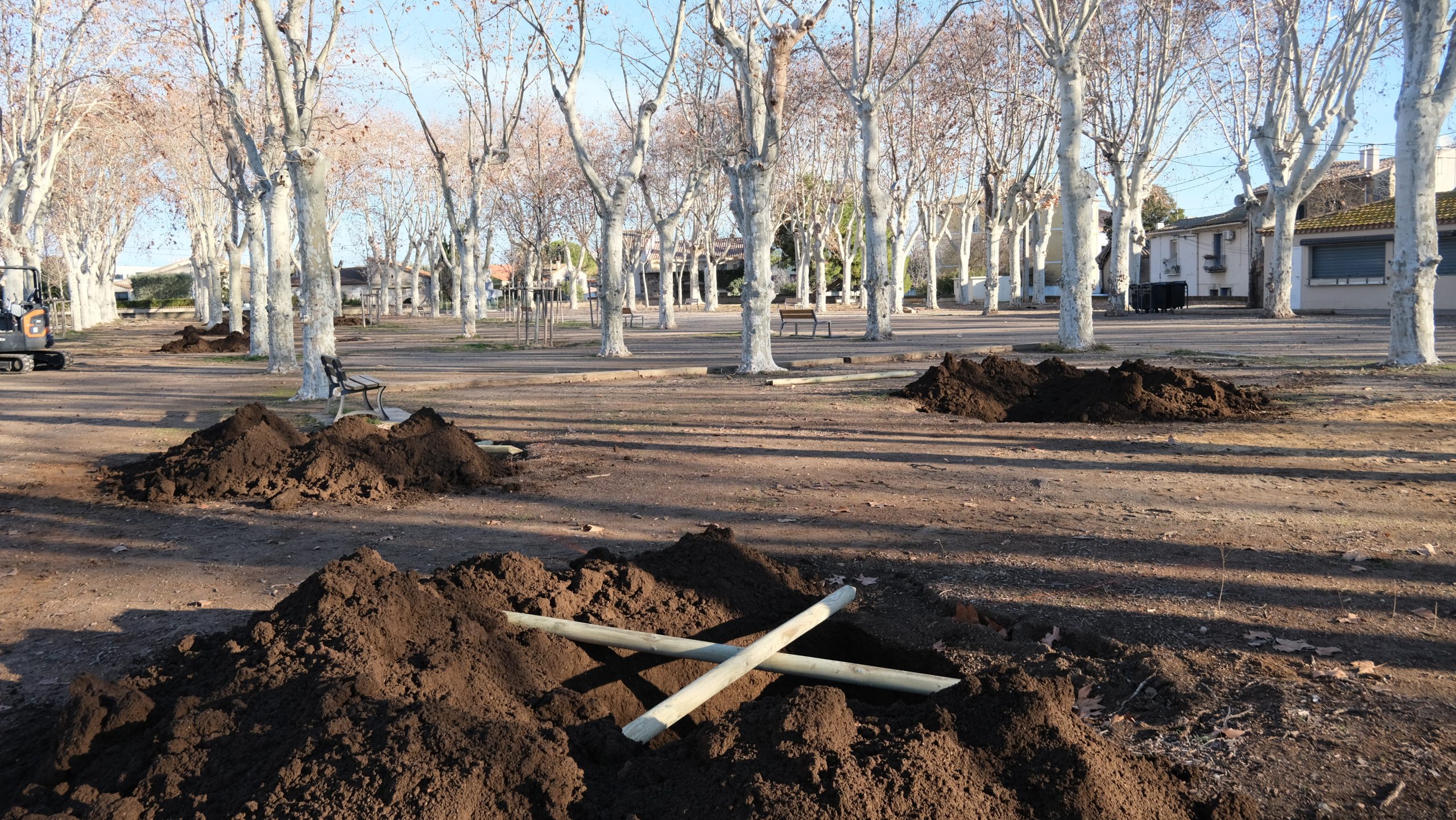 Marseillan - Dix nouveaux arbres replantés sur les allées du Général Roques