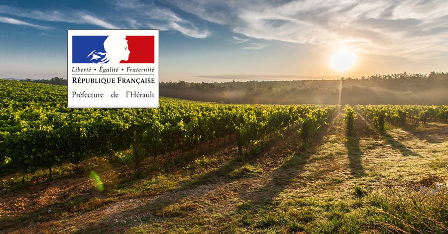 Hérault - Viticulture : Le Gouvernement annonce la mise en place d'un dispositif d'aide conjoncturelle et structurelle de l'Etat face à la crise viticole