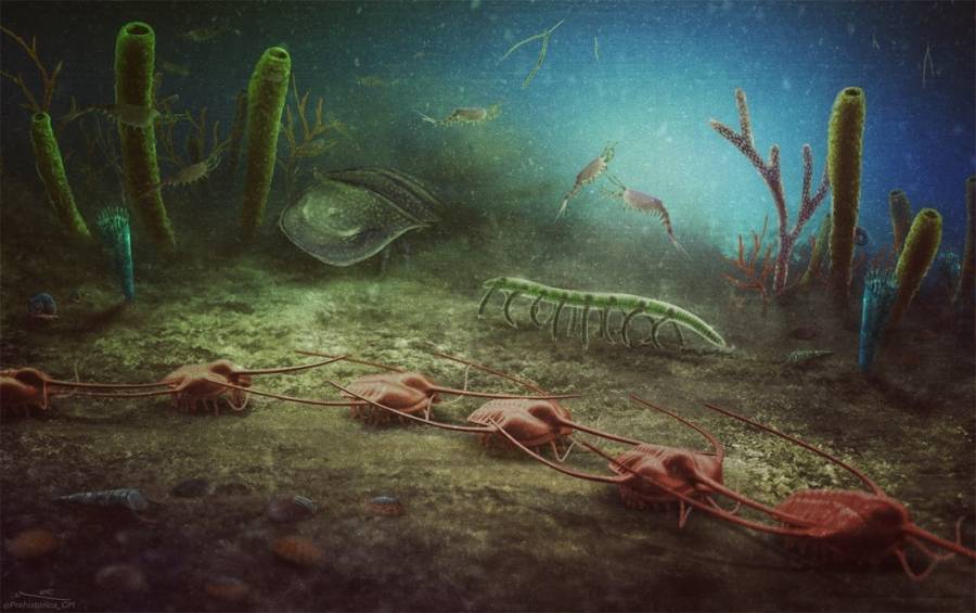 - Un gisement fossilifère à préservation exceptionnelle découvert dans le sud de la France