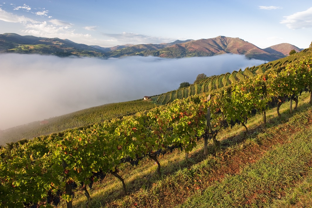 Toulouse - Les Vignobles du Sud-Ouest s'engagent dans une stratégie de contribution à la neutralité carbone