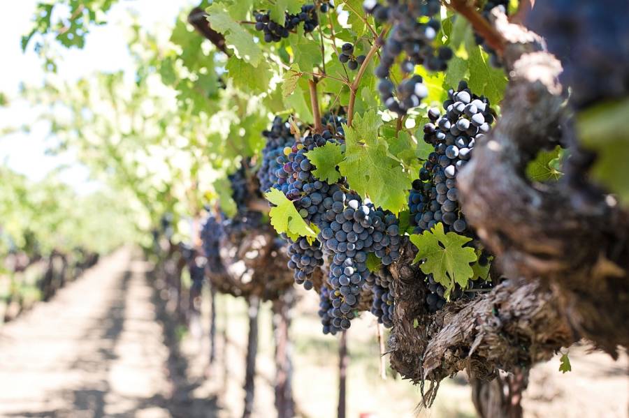 Hérault - VITICULTURE  Ouverture du dispositif « fonds d'urgence » pour la viticulture dans l'Hérault