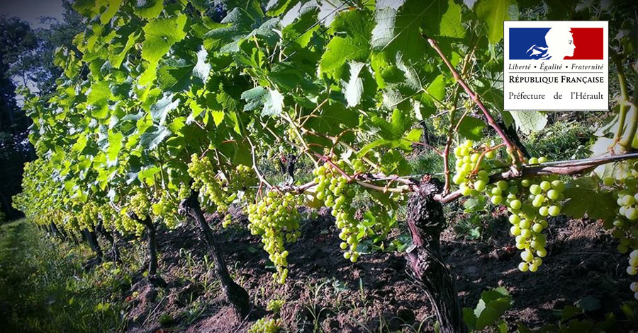HÉRAULT - VITICULTURE : Prolongation jusqu'au 10 mars du dispositif « fonds d'urgence » pour la viticulture dans l'Hérault