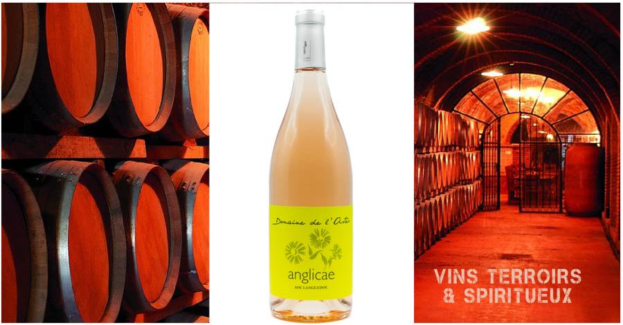 Domaine de l'Aster - Anglicae 2023