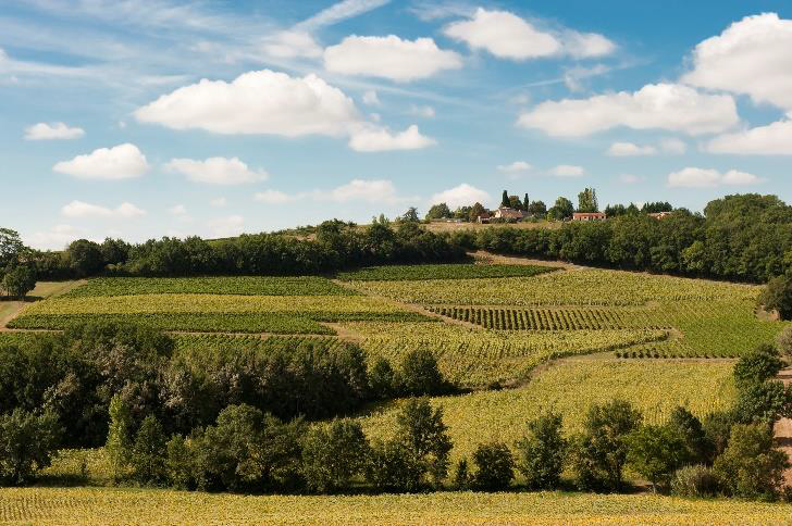 OCCITANIE - Les vignobles du Sud-Ouest préparent leur adaptation