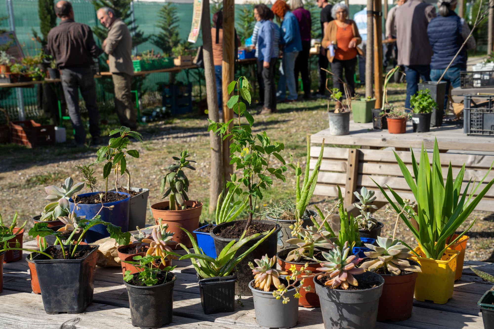 Pyrénées-Orientales - Un rendez-vous annuel pour les mains vertes : le troc de plantes.