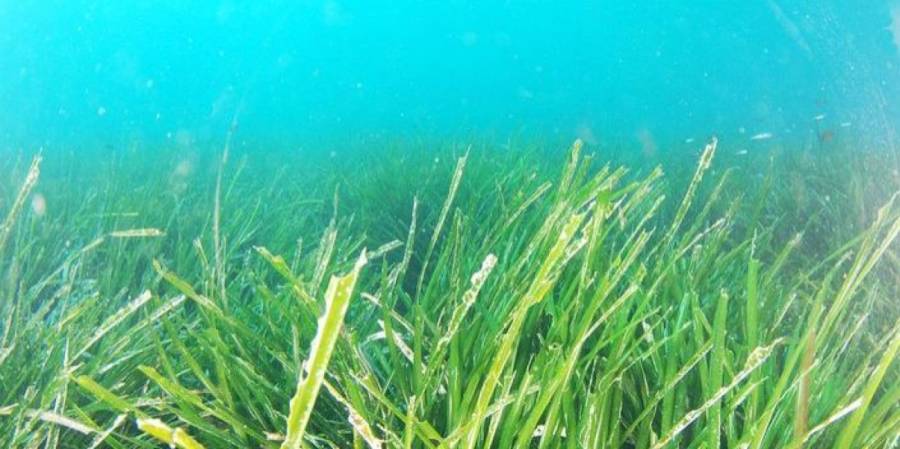 BASSIN DE THAU - Nouvelle plongée dans la « forêt bleue » ! La campagne 2024 des Herbiers de Thau a débutée