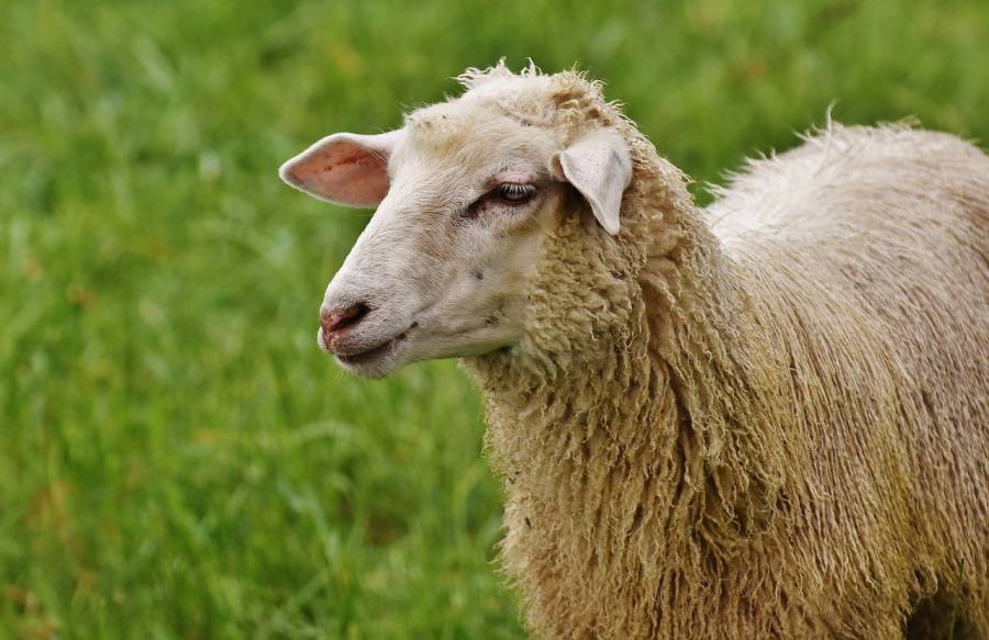 HÉRAULT - Aïd-el-kébir dans l'Hérault - Interdiction des mouvements des ruminants du 27 mai au 22 juin 2024