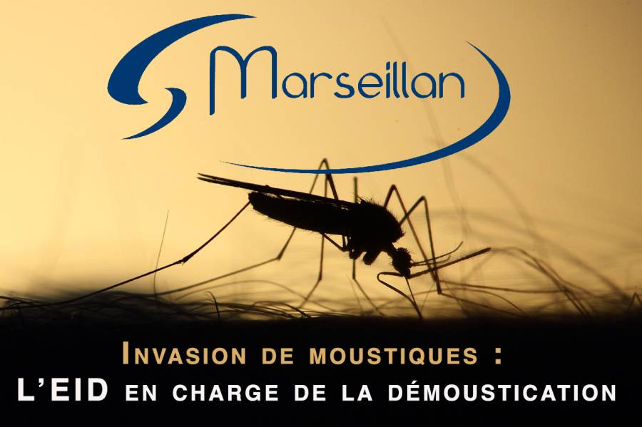 MARSEILLAN - La lutte contre les moustiques est un sujet prégnant pour la municipalité.