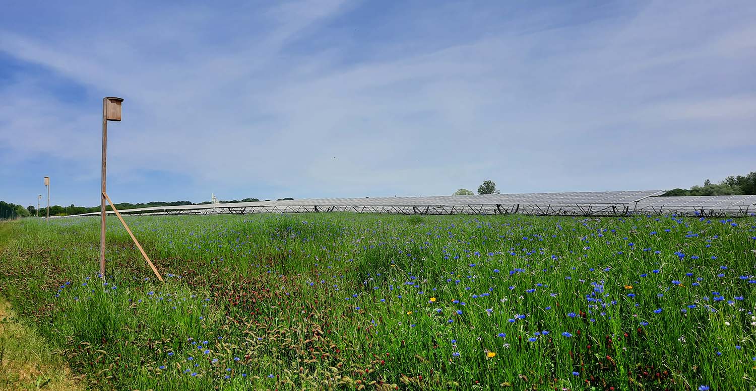 - La biodiversité au cœur des projets photovoltaïques développés par REDEN