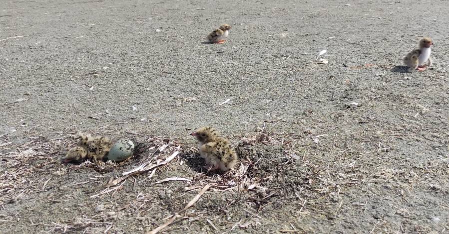 MARSEILLAN - Des oiseaux rares se sont installés pour nicher sur les tocs ! Appel à la vigilance sur la lagune :