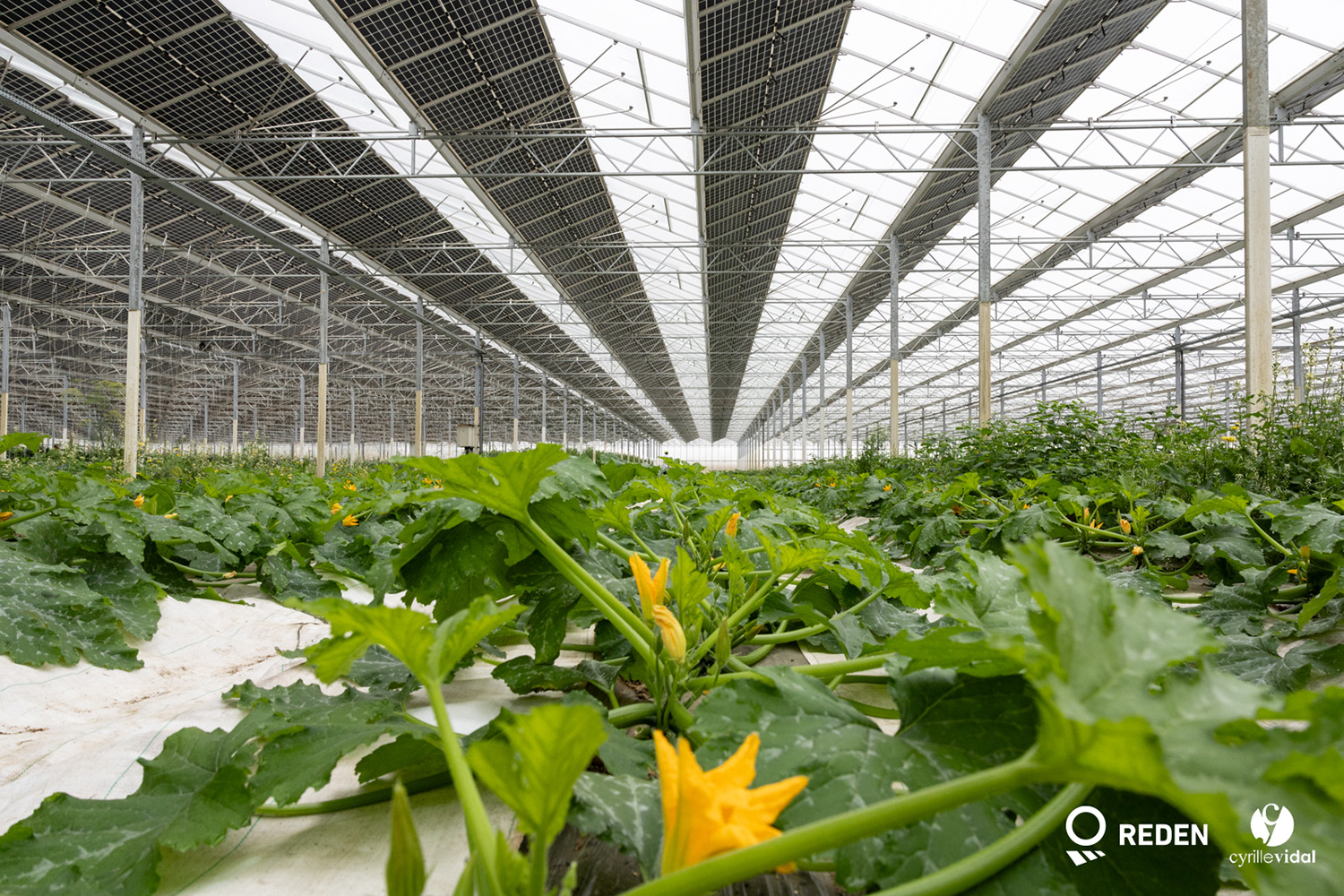 - Serres agrivoltaïques REDEN : inauguration et pose de première pierre en Occitanie