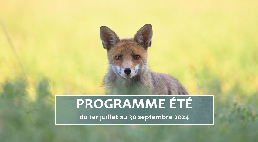 HÉRAULT - Un bel été vous attend à la réserve naturelle du Bagnas avec l'ADENA : Demandez le programme !
